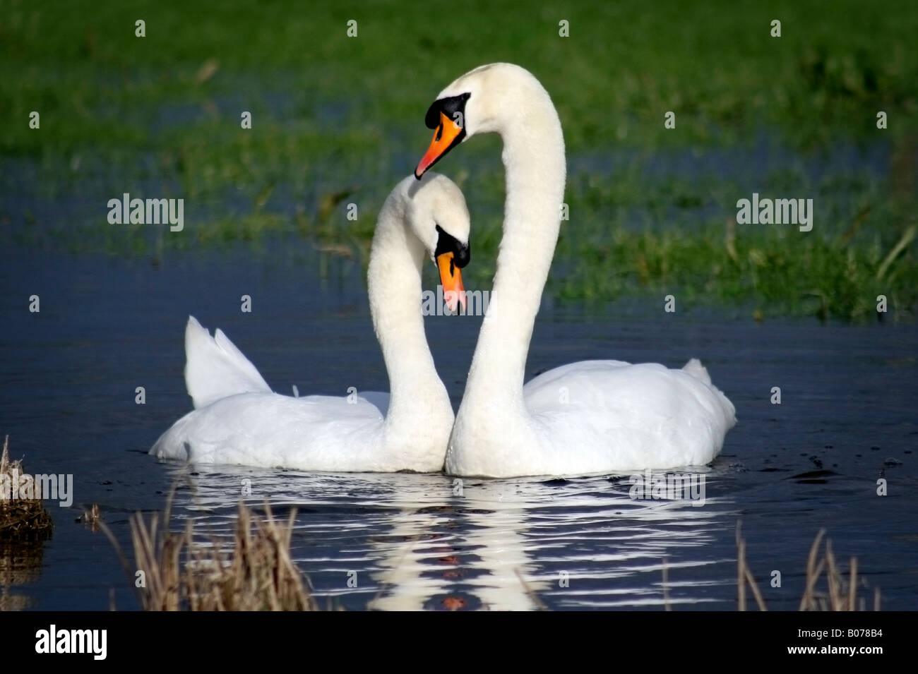 Una pareja de cisnes de silencio sobre el río Avon en Fordingbridge, Hampshire Foto de stock