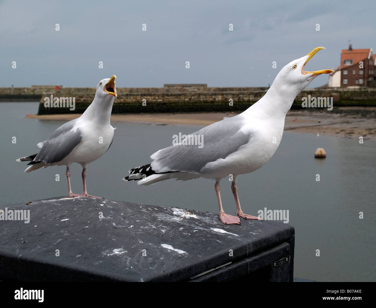 Dos gaviotas Larus argentatus llamando mientras encaramado sobre una bandeja en Whitby en Yorkshire del Norte Inglaterra Foto de stock