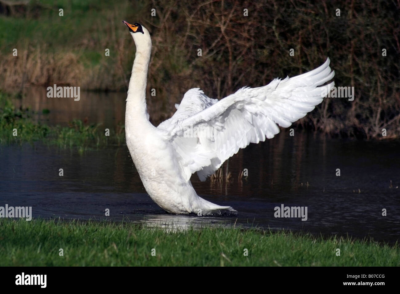 Cisne bate sus alas sobre el río Avon en Fordingbridge, Hampshire Foto de stock