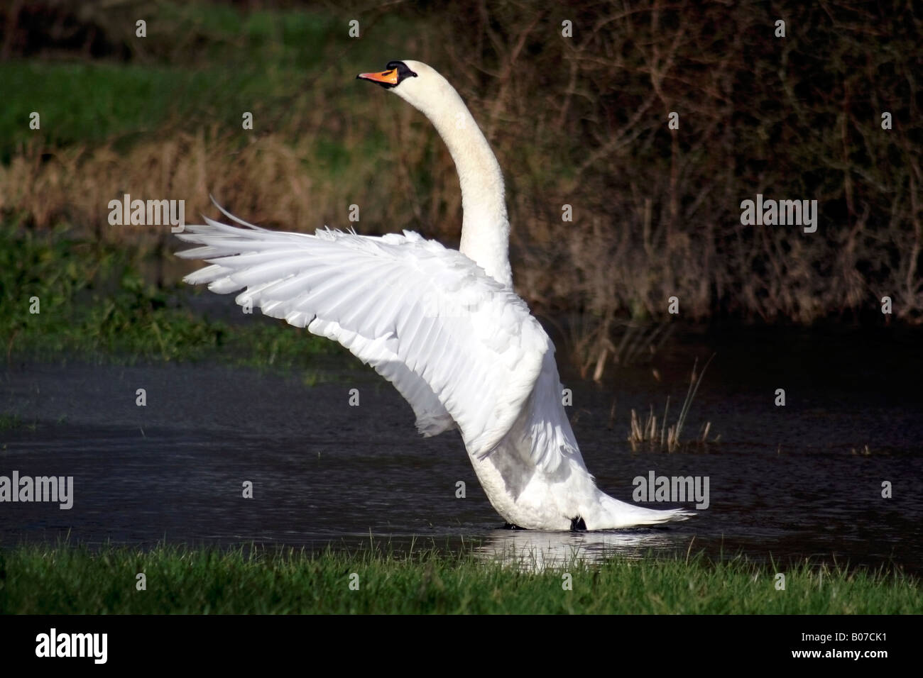 Cisne bate sus alas sobre el río Avon en Fordingbridge, Hampshire Foto de stock