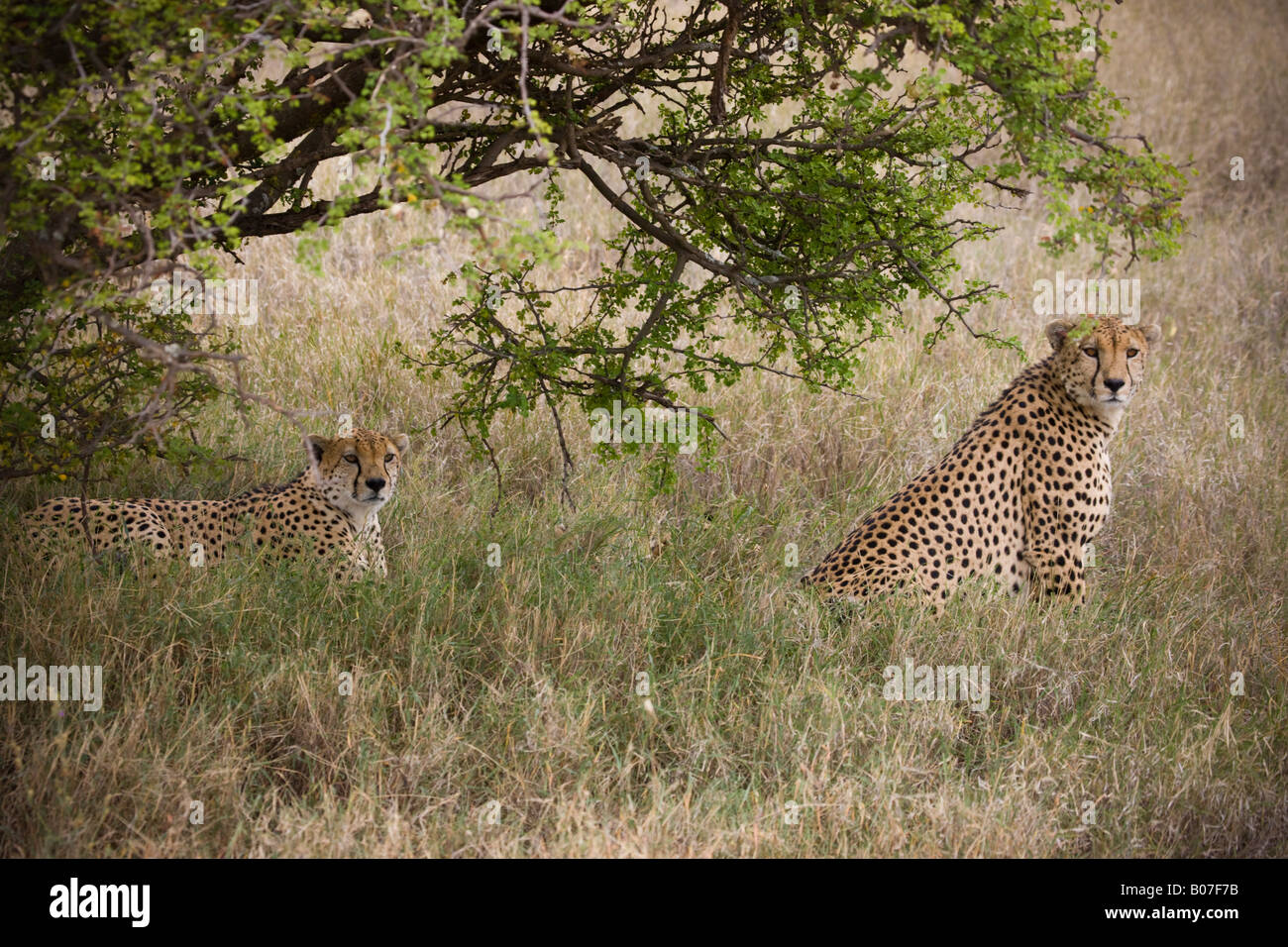 Los guepardos, Lewa Wildlife Conservancy, Kenia Foto de stock