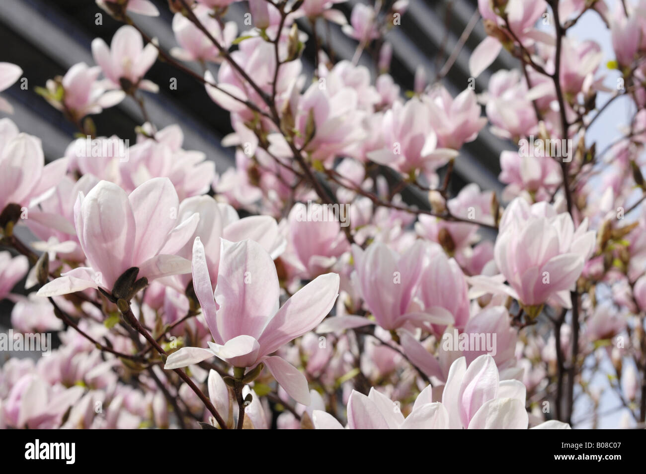 Blooming magnolio en la ciudad Foto de stock