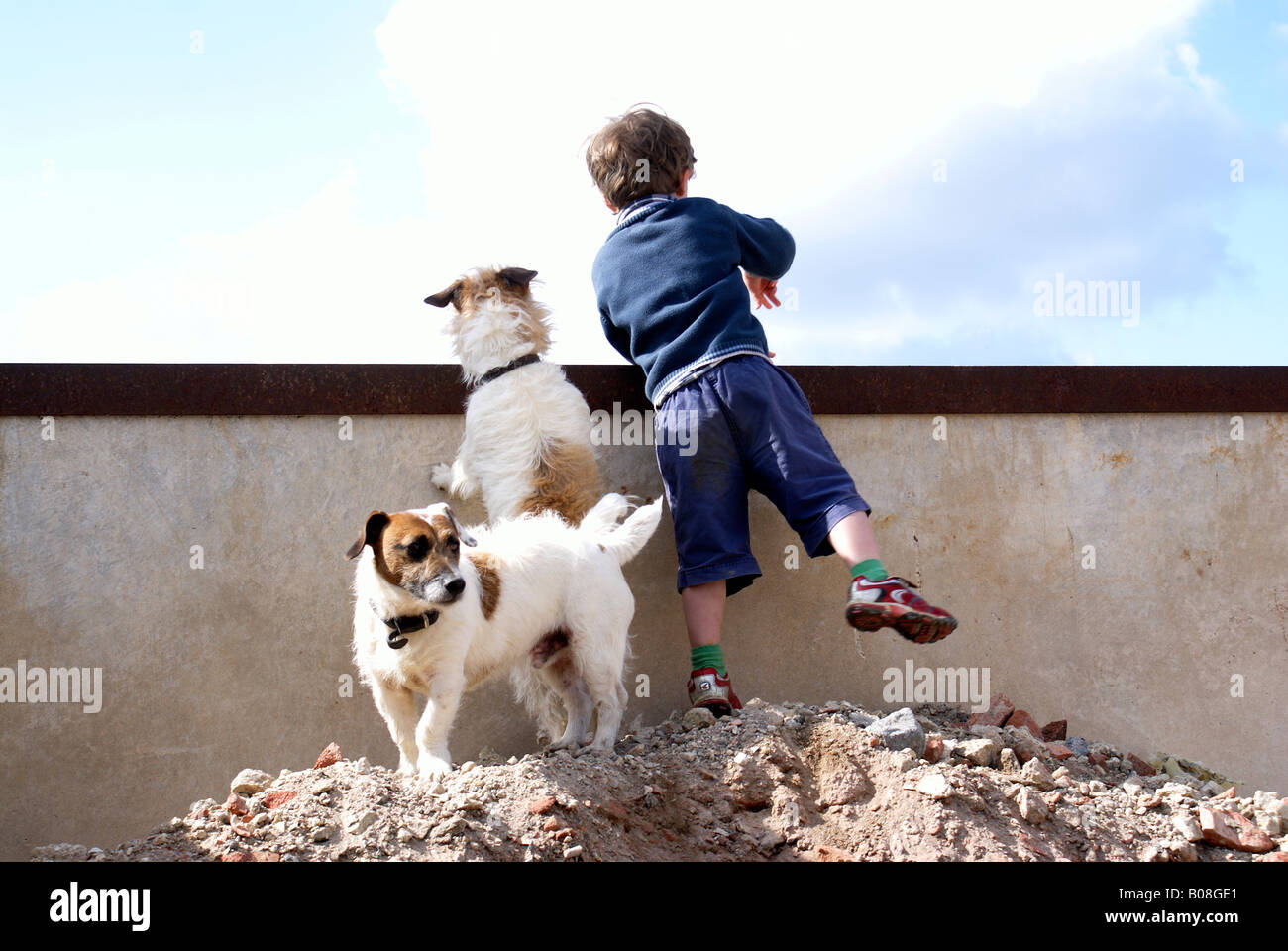 Boy Jack Russell perros y disfrutar el compañerismo, la cercanía, la intimidad, la familiaridad, la inocencia; guiltlessness, inculpabilidad, honestidad Foto de stock