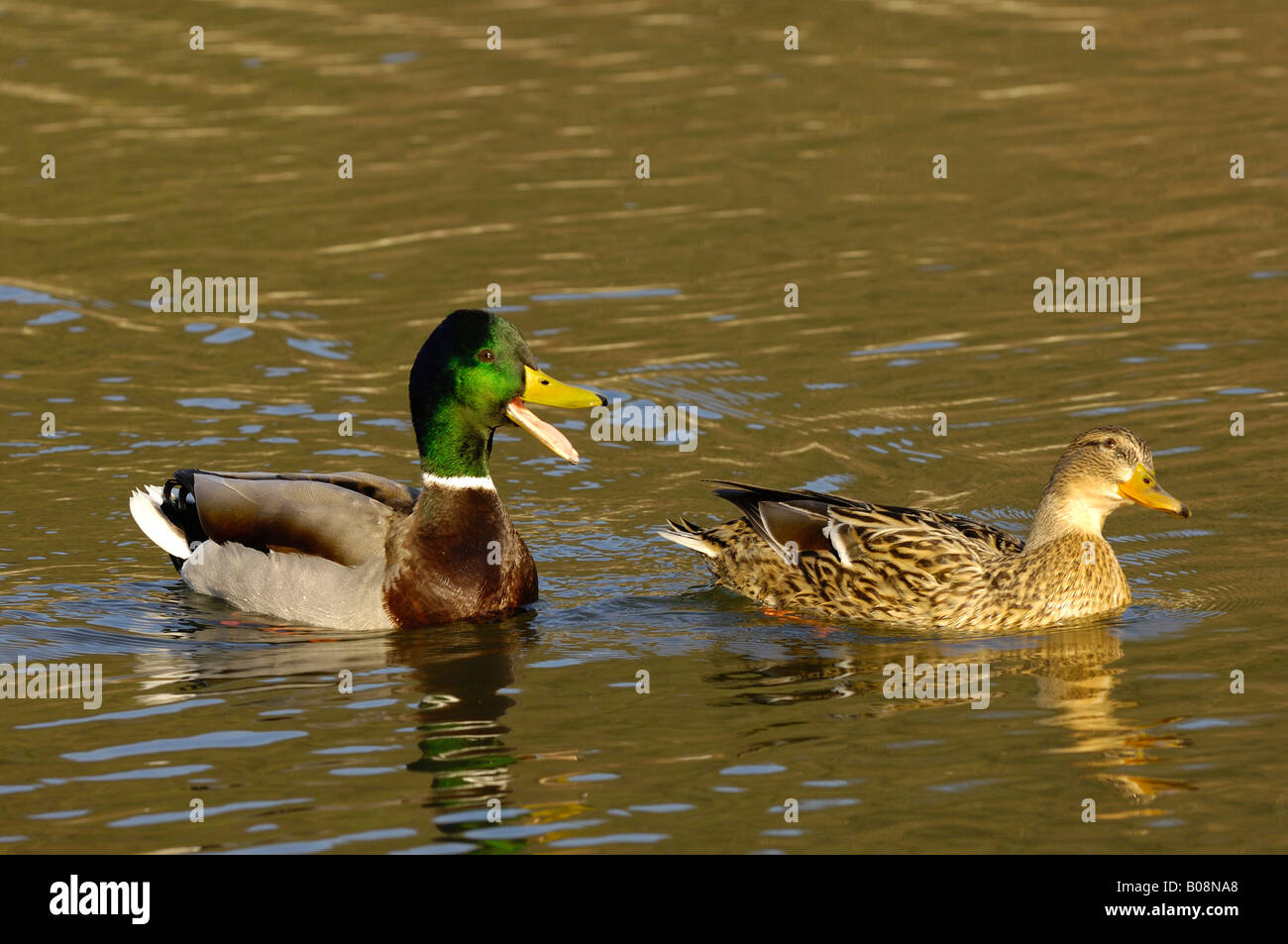 Par de Patos (Anas platyrhynchos) Foto de stock