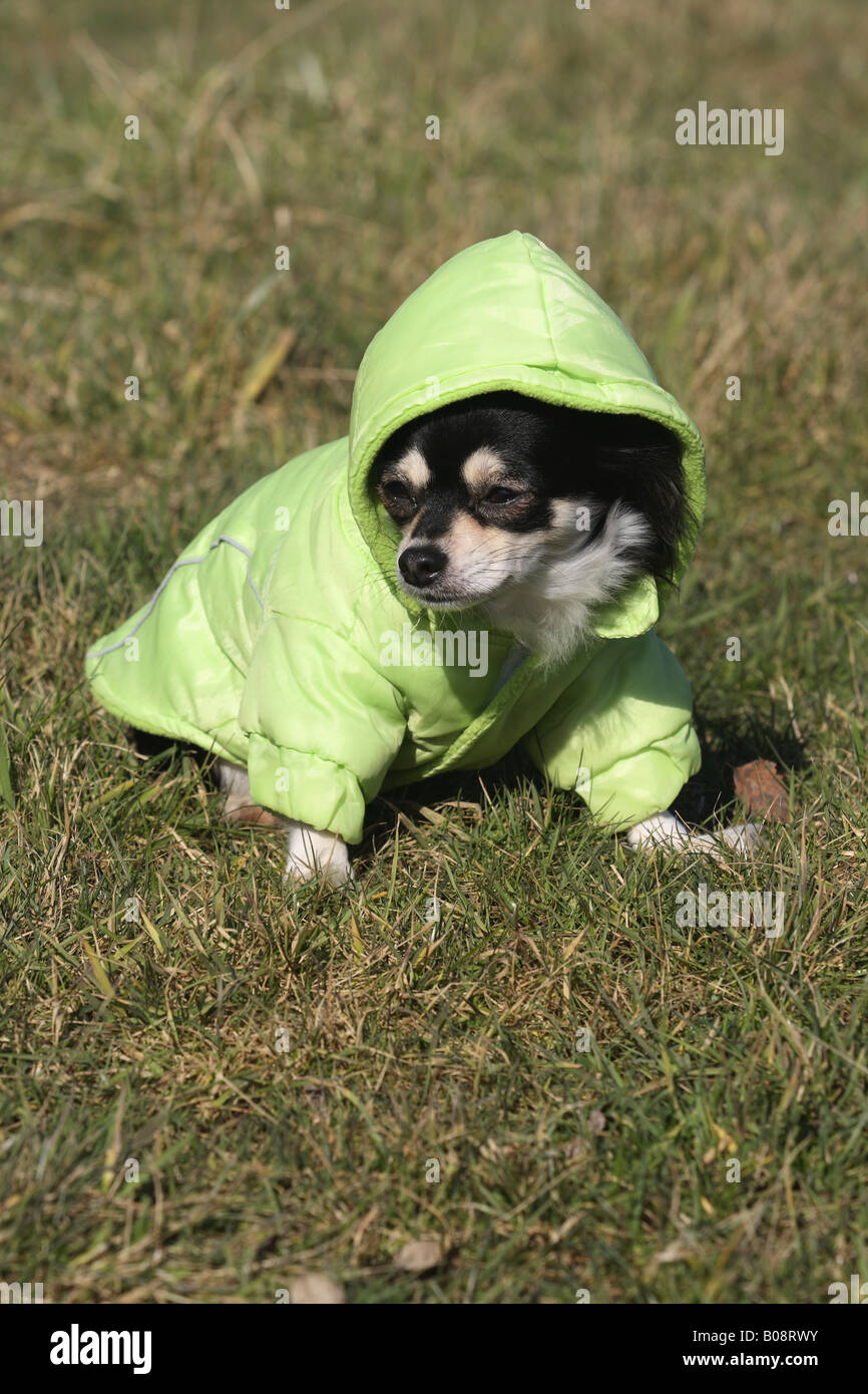 Ropa para perro fotografías e imágenes de alta resolución - Alamy