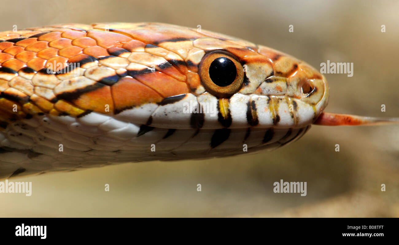 La Serpiente del maíz (Elaphe guttata guttata) Foto de stock