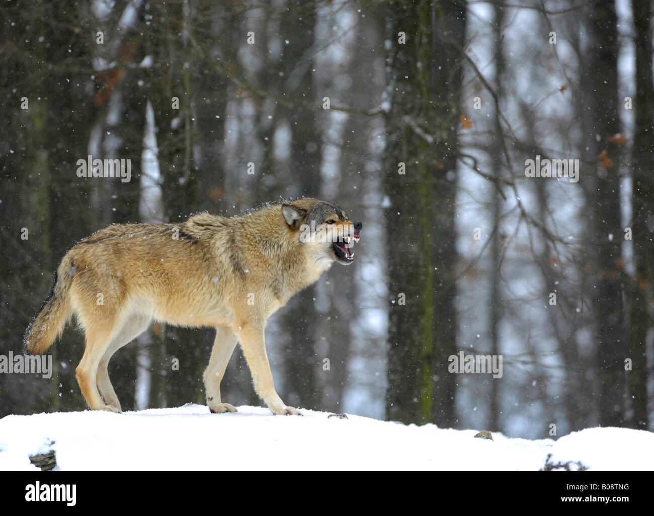 Valle del Mackenzie Wolf, Rocky Mountain Wolf, Alaska - Madera canadiense o el lobo (Canis lupus occidentalis) baring sus dientes en un Foto de stock
