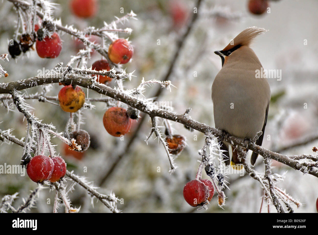 Bohemian waxwing (Bombycilla garrulus), sentado en un árbol, Alemania, Brandeburgo Foto de stock