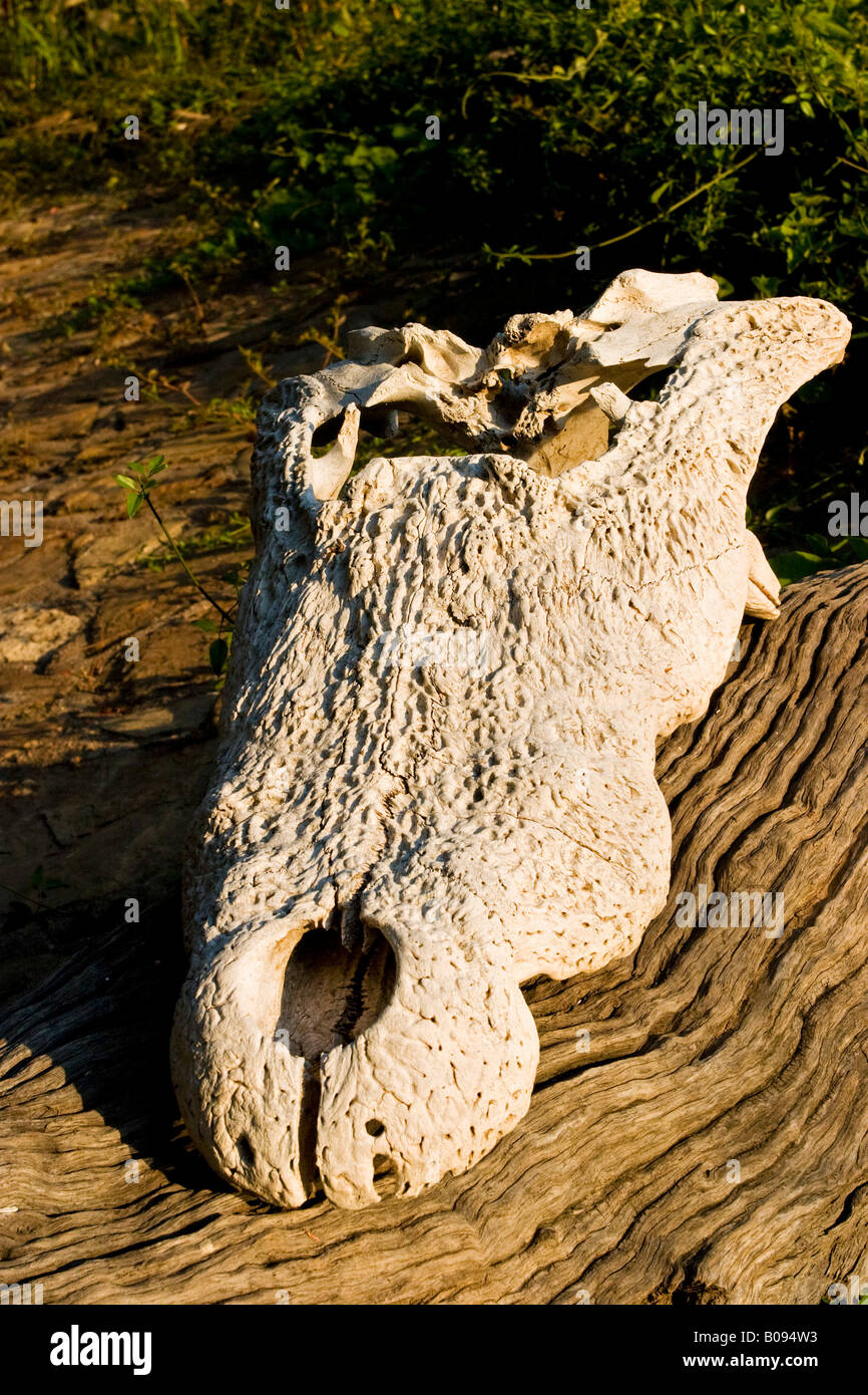 Cráneo de un cocodrilo del Nilo (Crocodylus niloticus), Kunene River