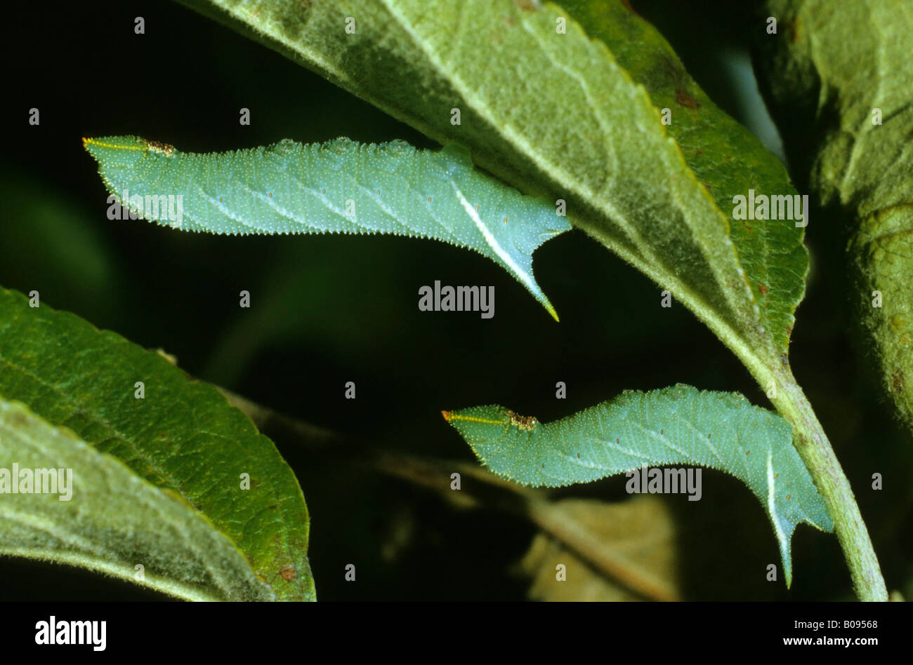 Eyed Hawk-moth (Smerinthus ocellatus), la familia Sphingidae, orugas en reposo Foto de stock