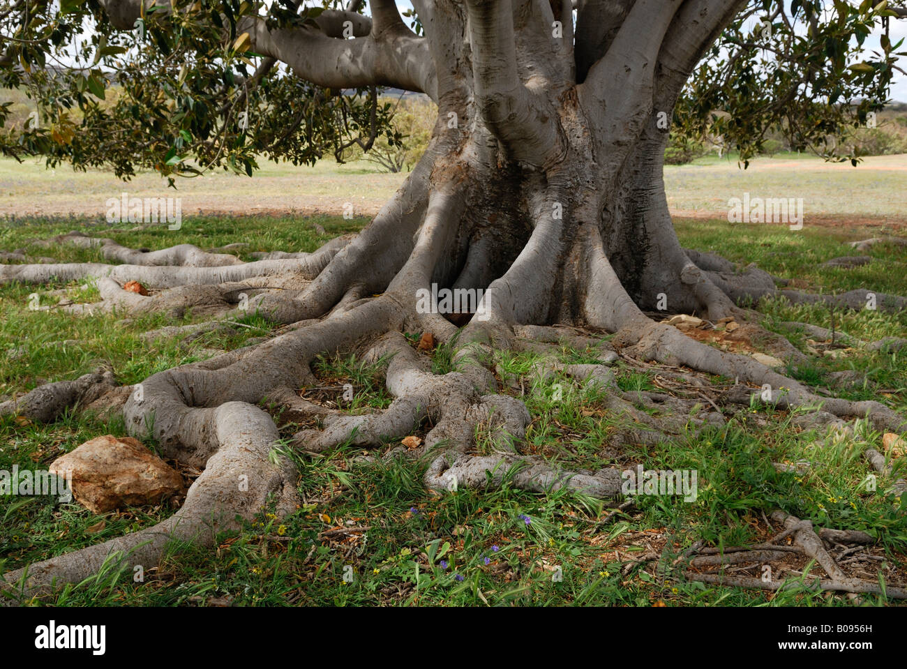 Tronco y raíces de la bahía Moreton higuera (Ficus macrophylla), Australia Occidental, Australia Foto de stock