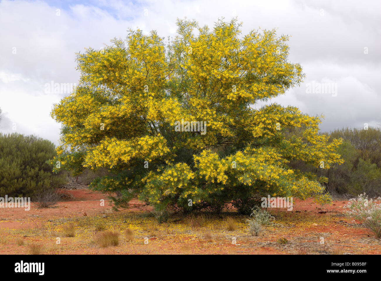Flores de color amarillo brillante del árbol de acacia (Acacia), Geraldton, Australia Occidental, Australia Fotografía de stock - Alamy