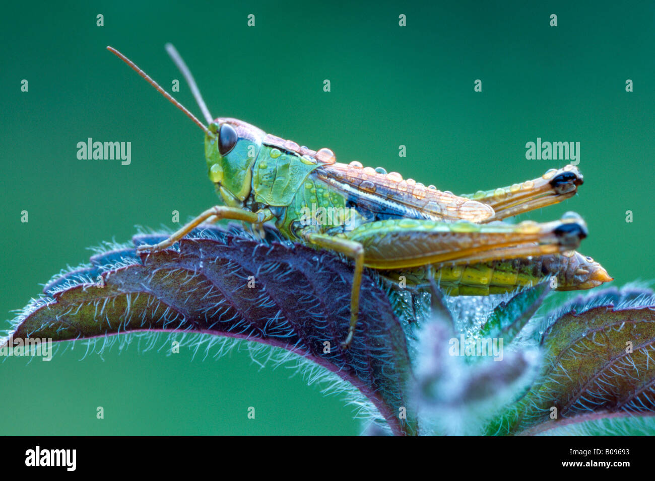 Meadow Grasshopper (Chorthippus parallelus) Foto de stock