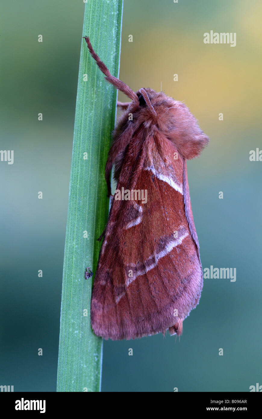 Bebedor Moth, hocico Philudoria potatoria (polilla), Schwaz, Tirol, Austria Foto de stock