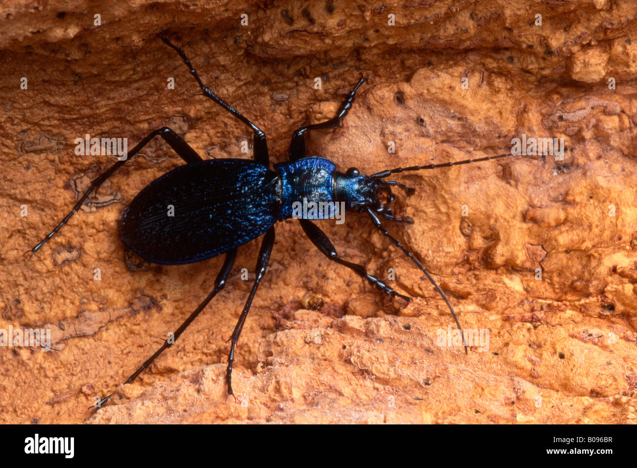 Suelo europeo Beetle (escarabajo nemoralis), Tirol, Austria Foto de stock