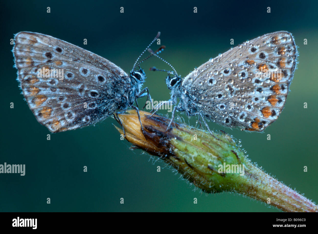 Dos mariposas azules comunes (Polyommatus icarus) uno frente al otro, Norte de Tirol, Austria Foto de stock