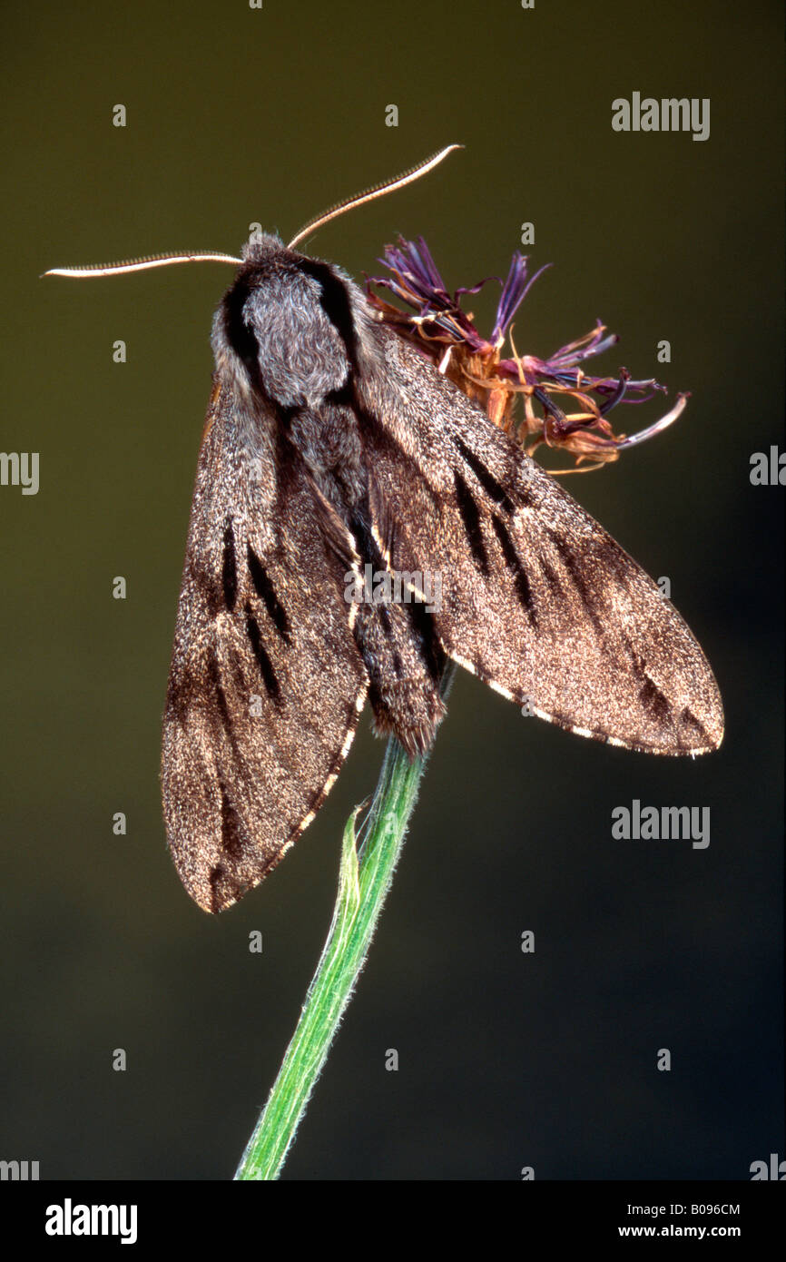 Pine Hawk-moth (Hyloicus pinastri, Sphinx pinastri), Schwaz, Tirol, Austria Foto de stock