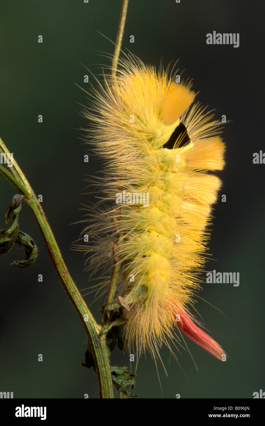 Pale cespitosas Polilla Dasychira pudibunda caterpillar (Norte), Tirol, Austria Foto de stock