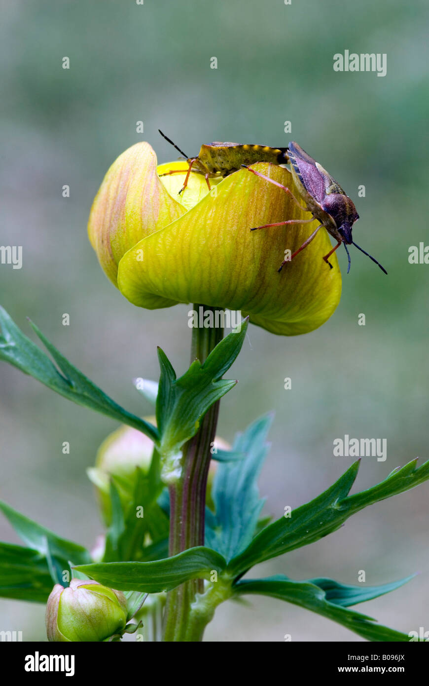 Endrinas Bugs (Dolycoris baccarum) encaramado sobre un globo flor o Globeflower (Trollius europaeus), Lago Riedenersee, Lech Valley, Ti Foto de stock