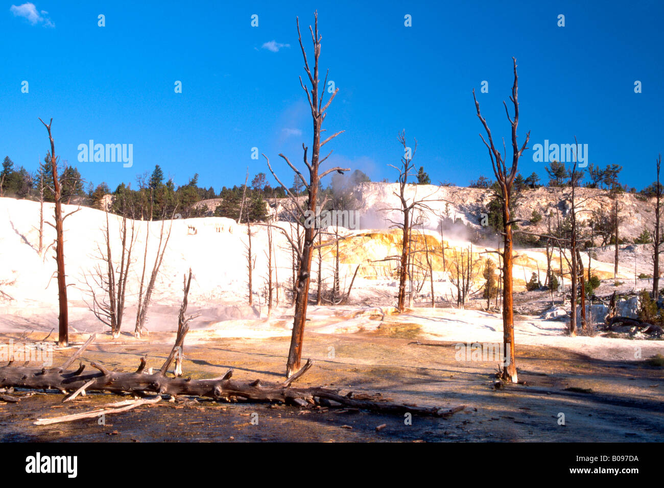 Los árboles muertos, Mammoth Hot Springs, Parque Nacional Yellowstone, Wyoming, Estados Unidos, América del Norte Foto de stock