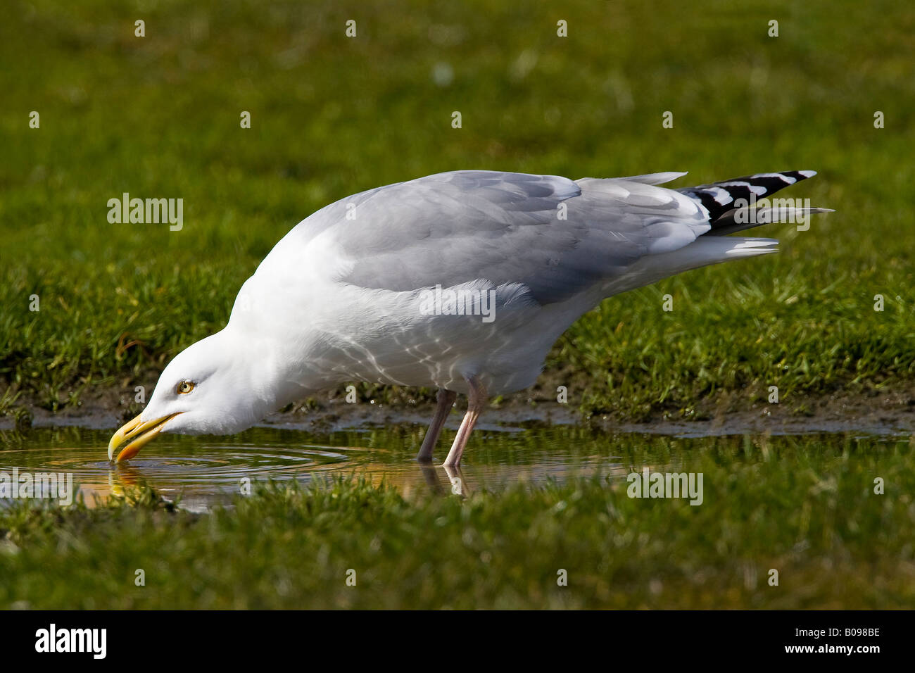 Gaviota argéntea (Larus argentatus), bebiendo agua de un charco, Buesum, costa del Mar del Norte, Schleswig-Holstein, Alemania Foto de stock