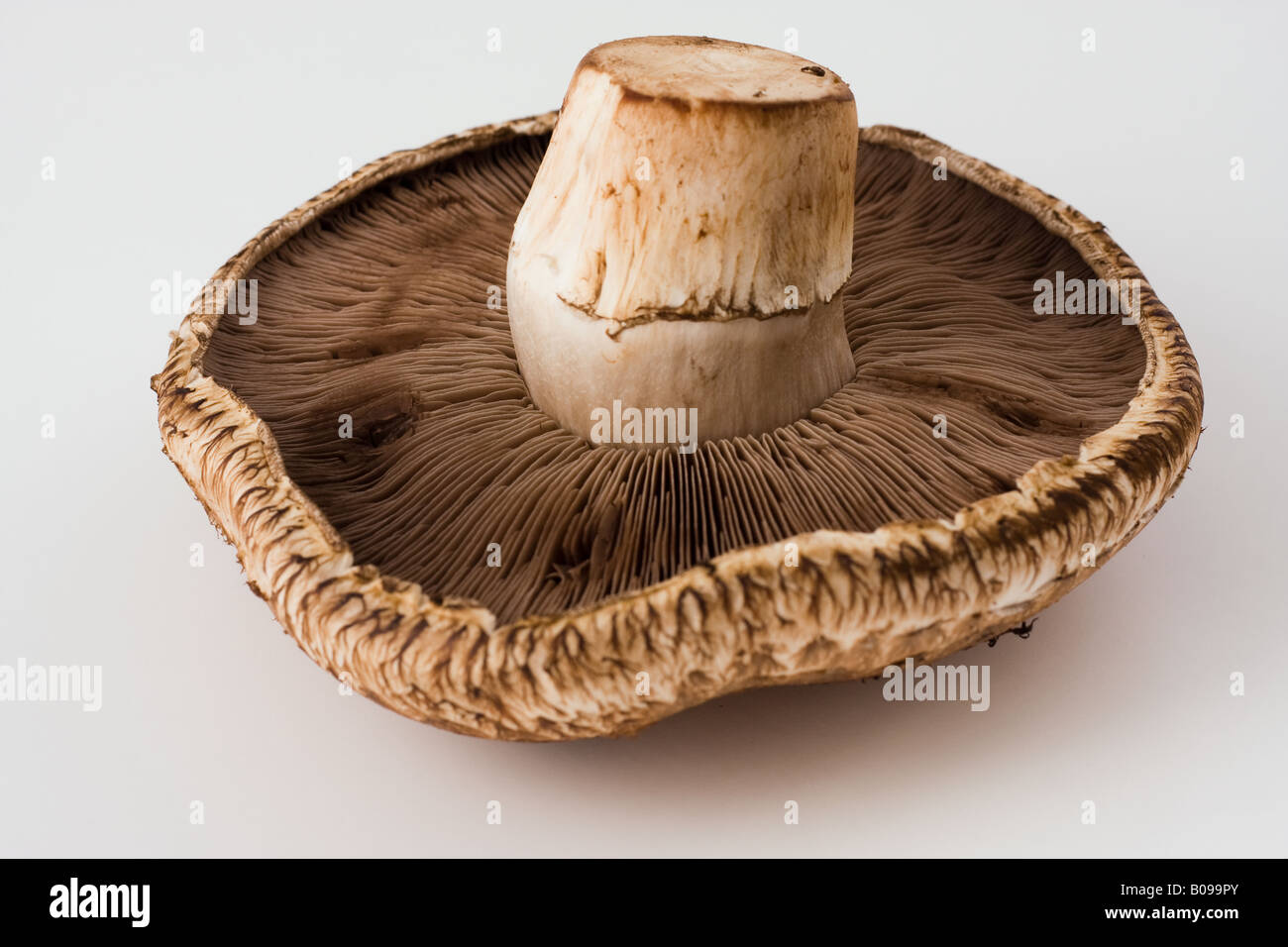 Hongo Portobello Fotos e Imágenes de stock Alamy