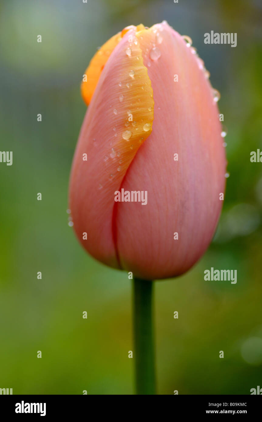 Tulip con gotas de lluvia Foto de stock