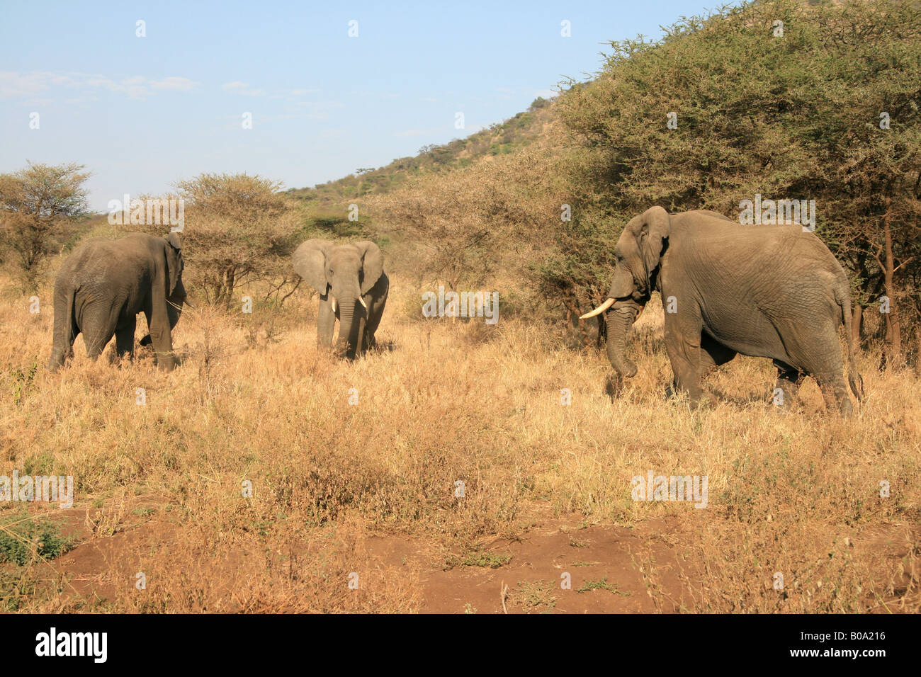 Los elefantes pastando en la sabana Foto de stock