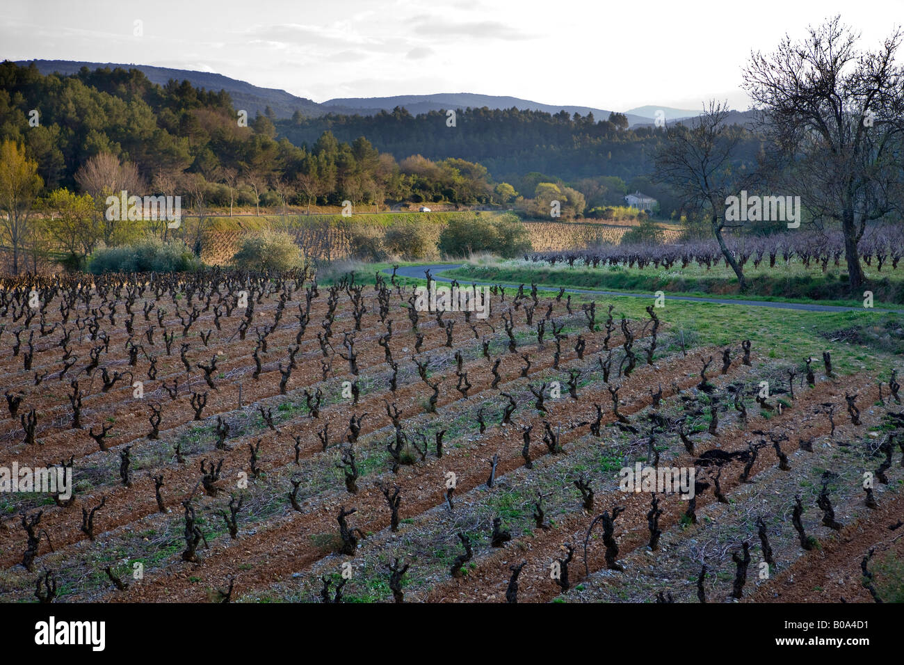 Un campo de hileras de vides de ramificación en un viñedo francés Foto de stock