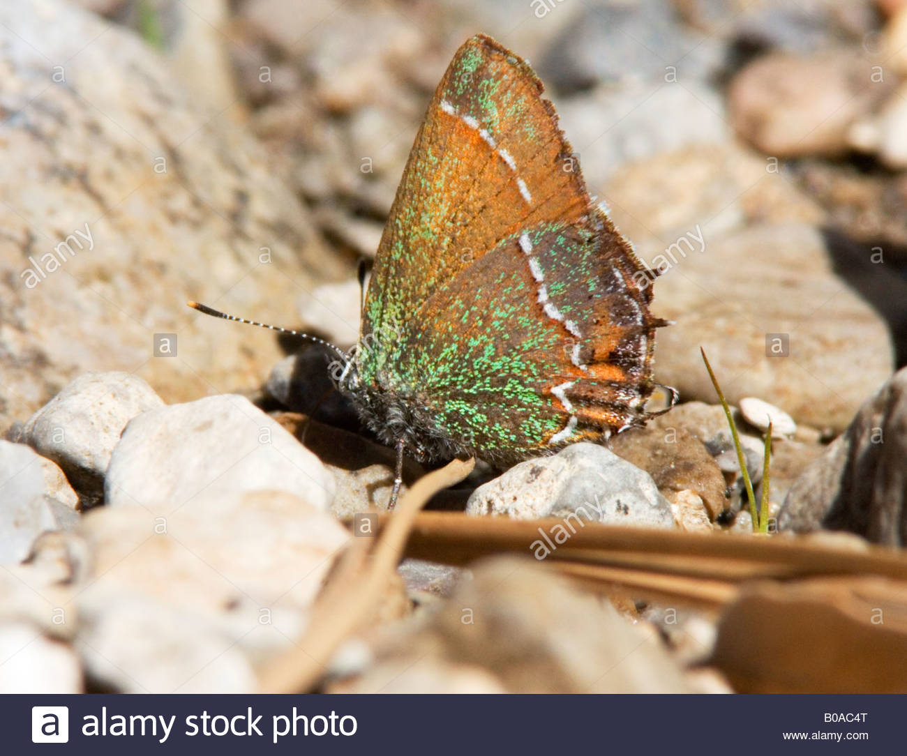 Siva Juniper Hairstreak Callophrys gryneus Mitoura gryneus siva Lycaenidae Theclinae mariposas subfamilia Arizona Foto de stock