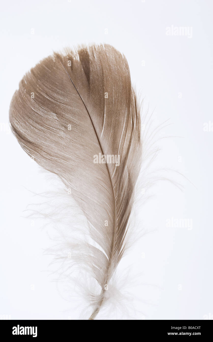Feather, close-up Foto de stock