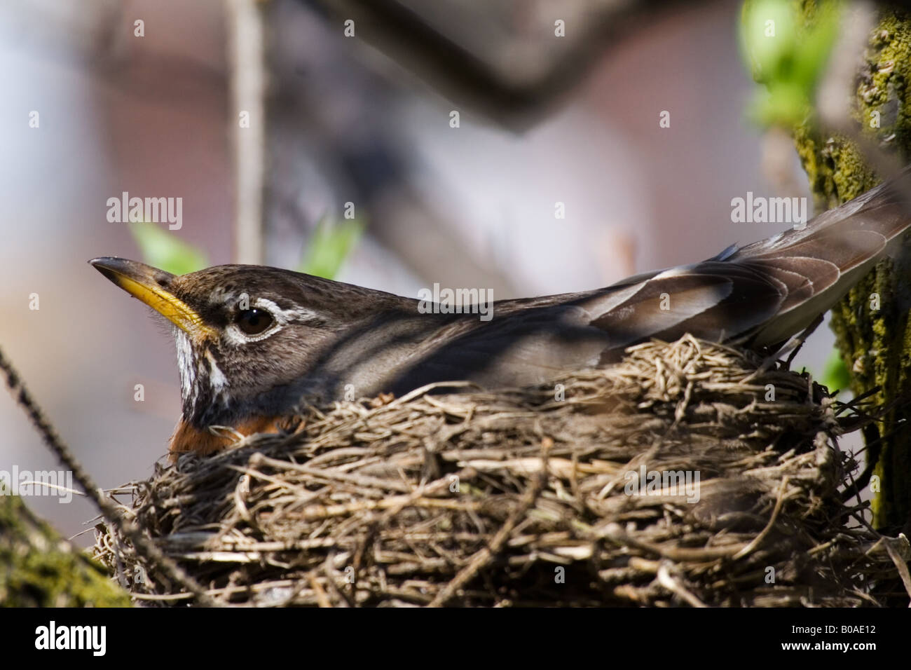 American Robin de incubar sus huevos en el nido entre las ramas de un árbol Foto de stock