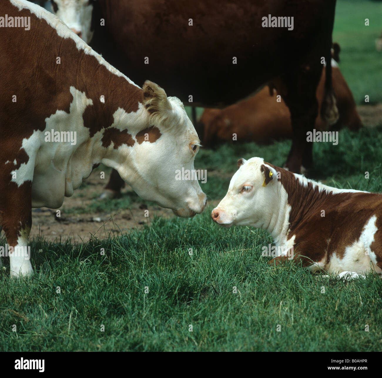 Hereford vaca y ternera en el pastoreo de verano Herefordshire Foto de stock