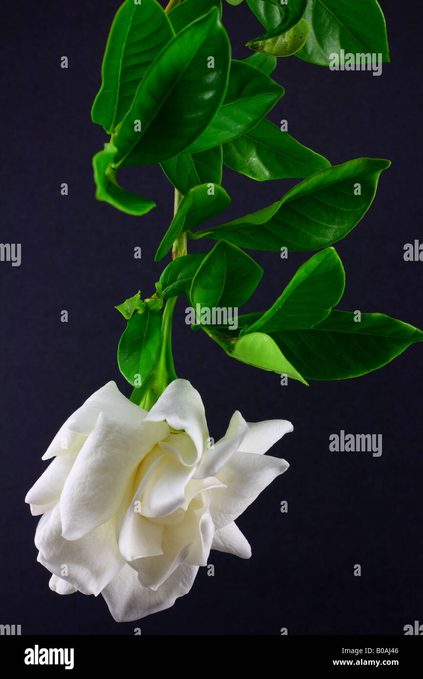 Semillas de gardenia fotografías e imágenes de alta resolución - Alamy