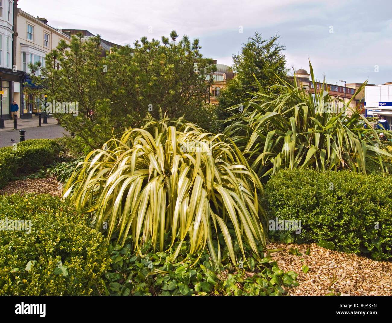 Evergreens en Victoria Gardens en Harrogate Yorkshire, Inglaterra UE Foto de stock