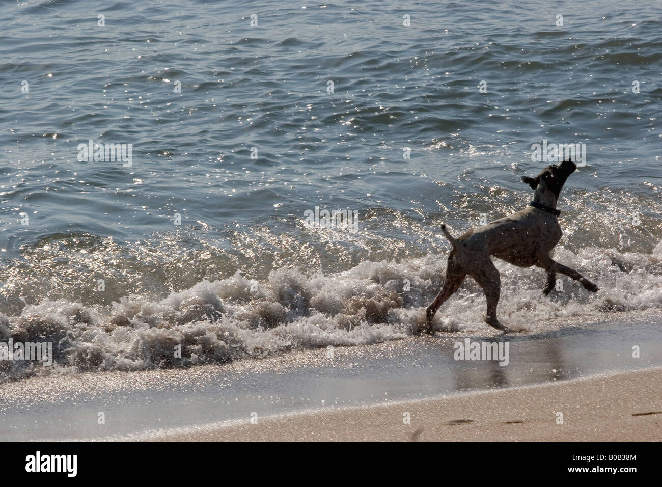 Perro jugando en las olas en una playa en Mazatlán, México Foto de stock