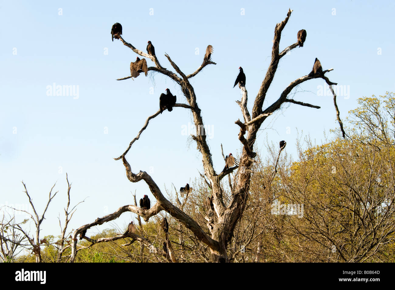 Catorce buitres, Cathartes aura, posarse en un árbol muerto en una fría mañana de primavera y cálido sus alas en el sol. Oklahoma, Estados Unidos. Foto de stock