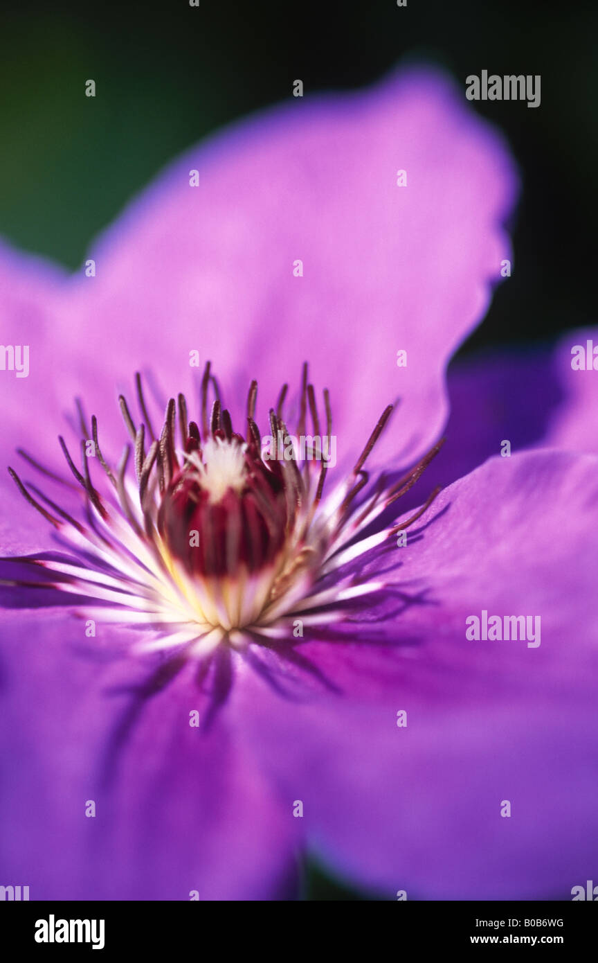 Clematis flor flor klematis púrpura Foto de stock