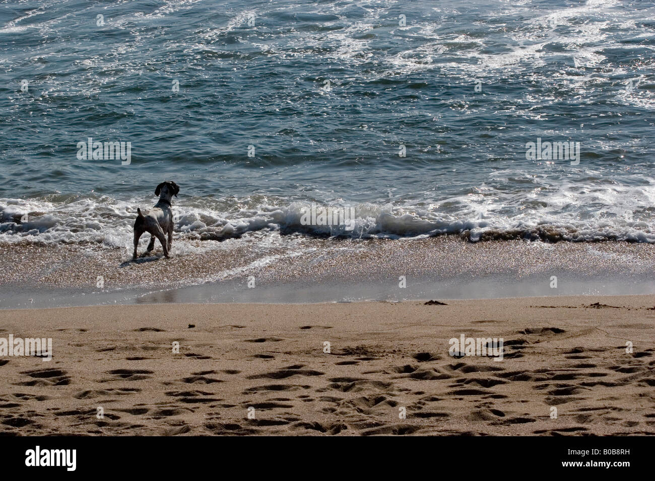 Perro jugando en las olas en una playa en Mazatlán, México Foto de stock