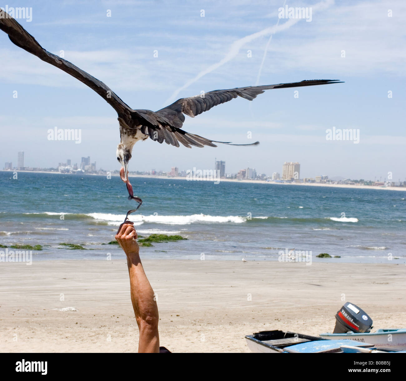 Brazo humano hasta llegar a alimentar a los peces hasta un magnífico de fragatas, Mazatlán, Sinaloa, México Foto de stock