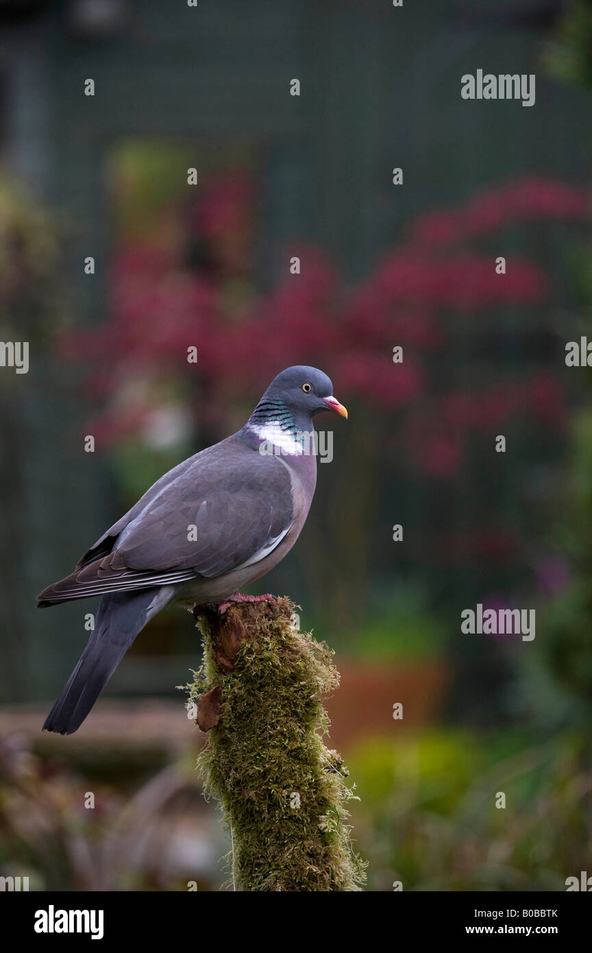 Columba palumbus. Woodpigeon en un post cubiertas de musgo Foto de stock