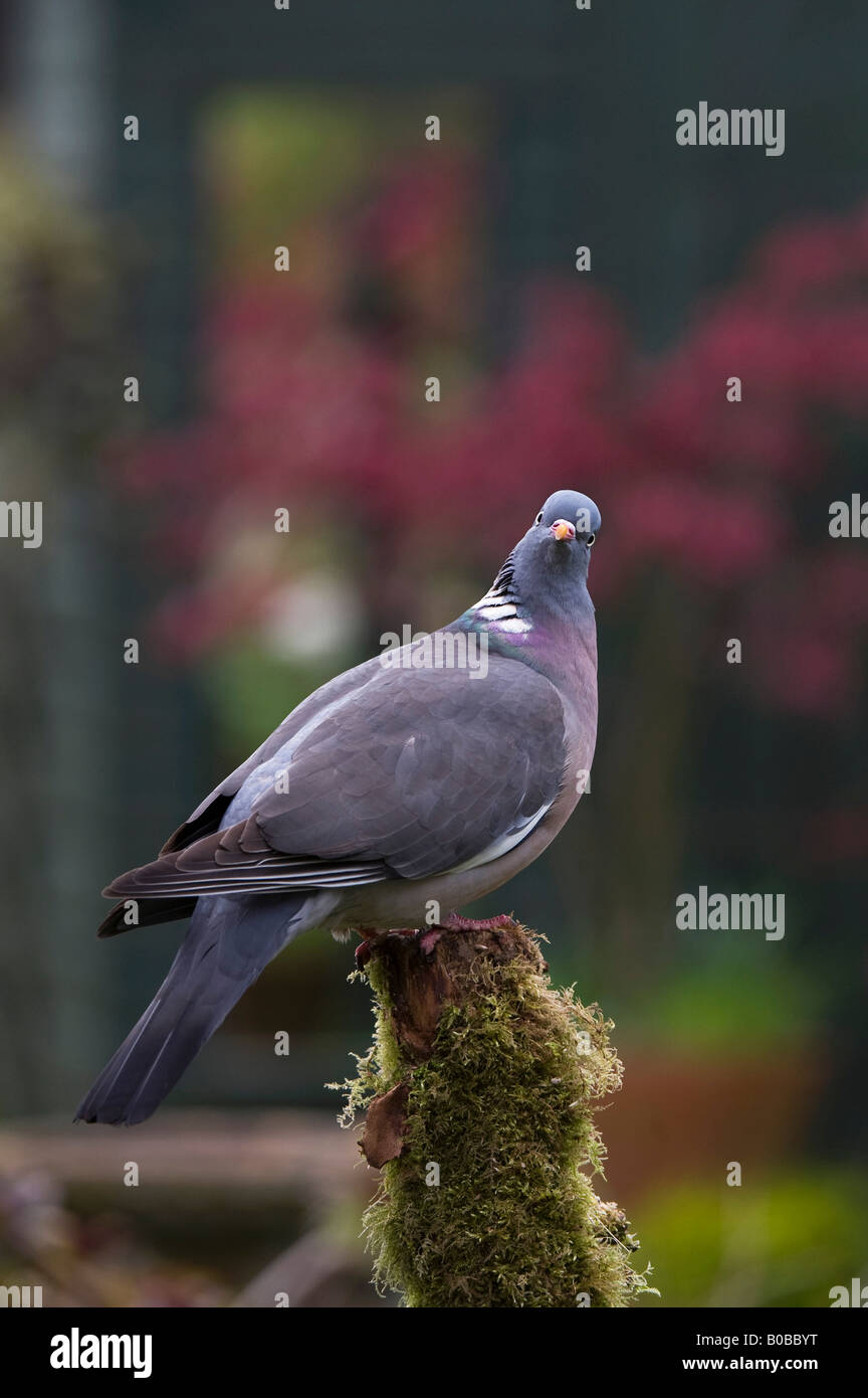 Columba palumbus. Woodpigeon en un post cubiertas de musgo Foto de stock