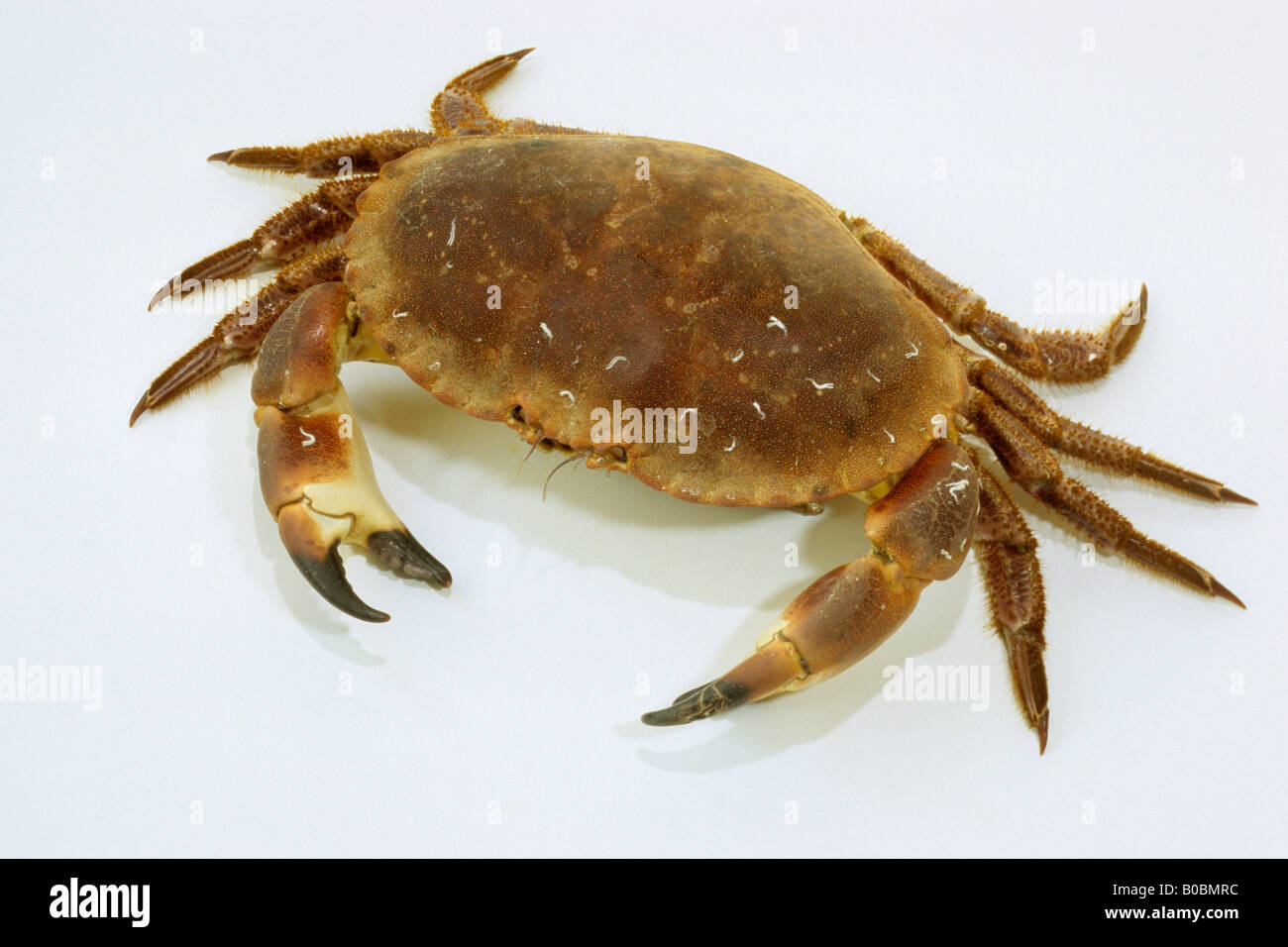 Cangrejo comestible, Cromer Crab (Cancer pagurus), studio picture Foto de stock