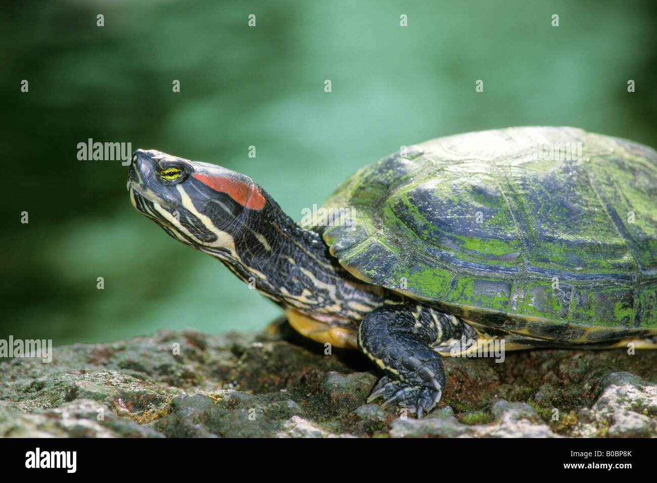 Las tortugas de orejas rojas, las tortugas de orejas rojas (Trachemys