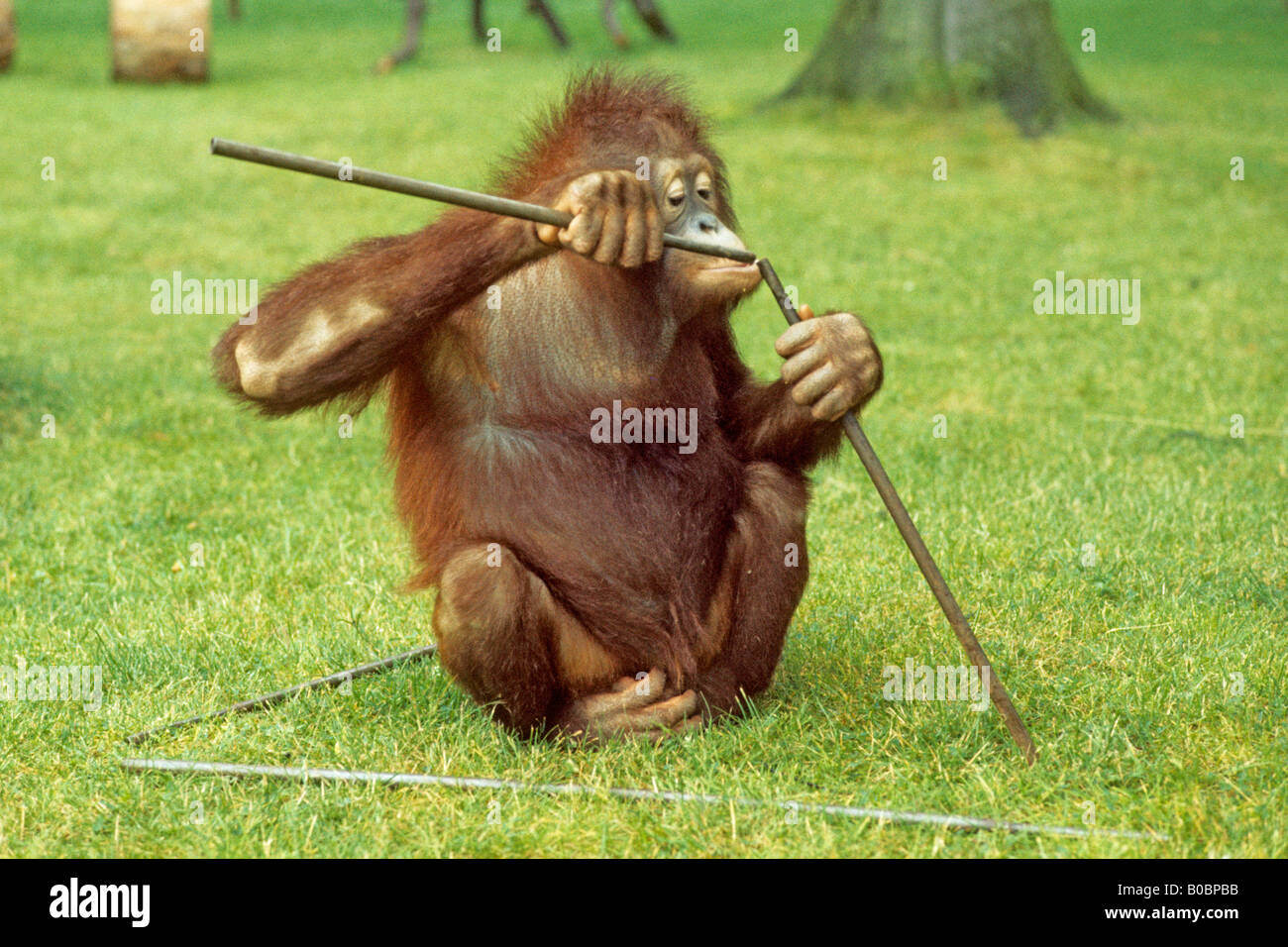 El orangután, el orangután (Pongo pygmaeus), Buschi teniendo una prueba de inteligencia en el Zoológico de Osnabrück, Alemania Foto de stock