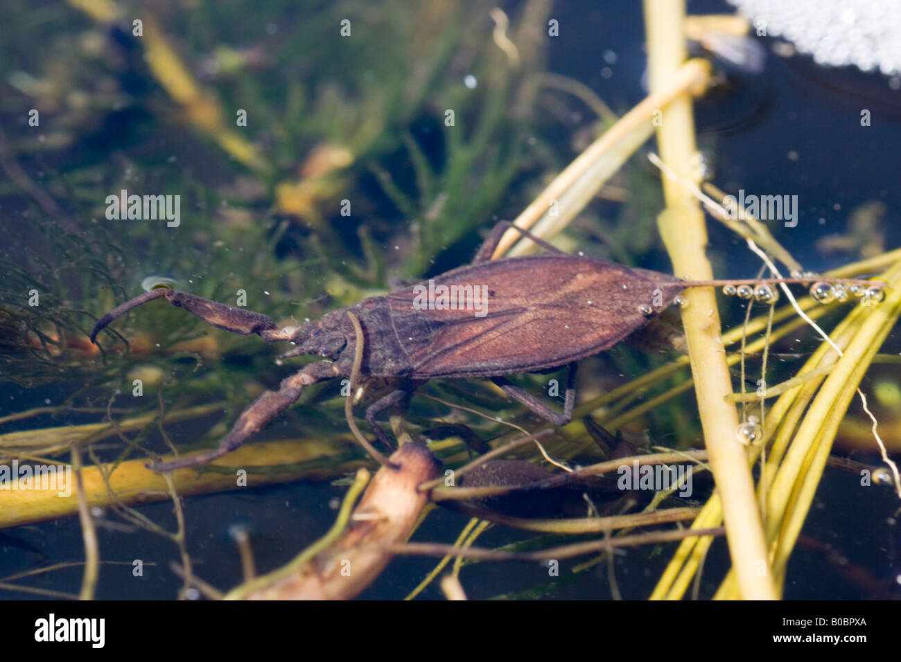 Agua scorpion, Nepa cinerea en un estanque Foto de stock