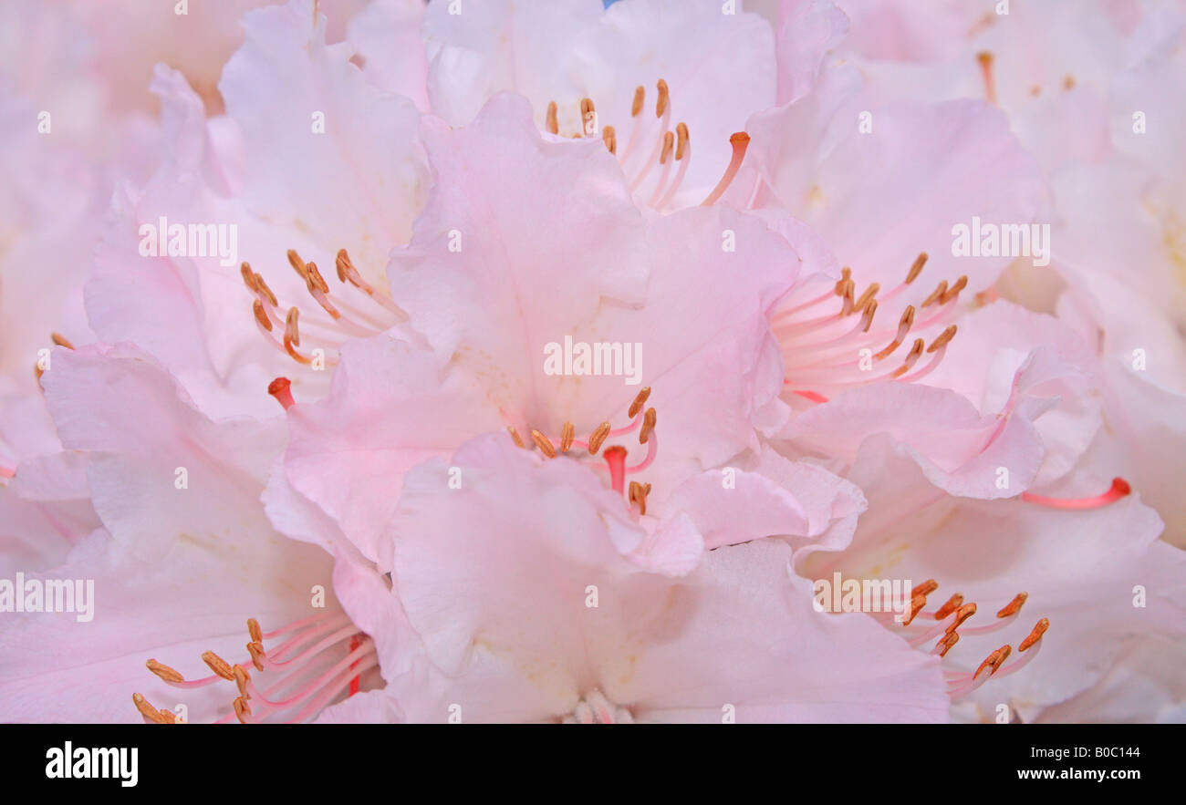 Rhododendron jacksoni rosa flores cerrar Foto de stock