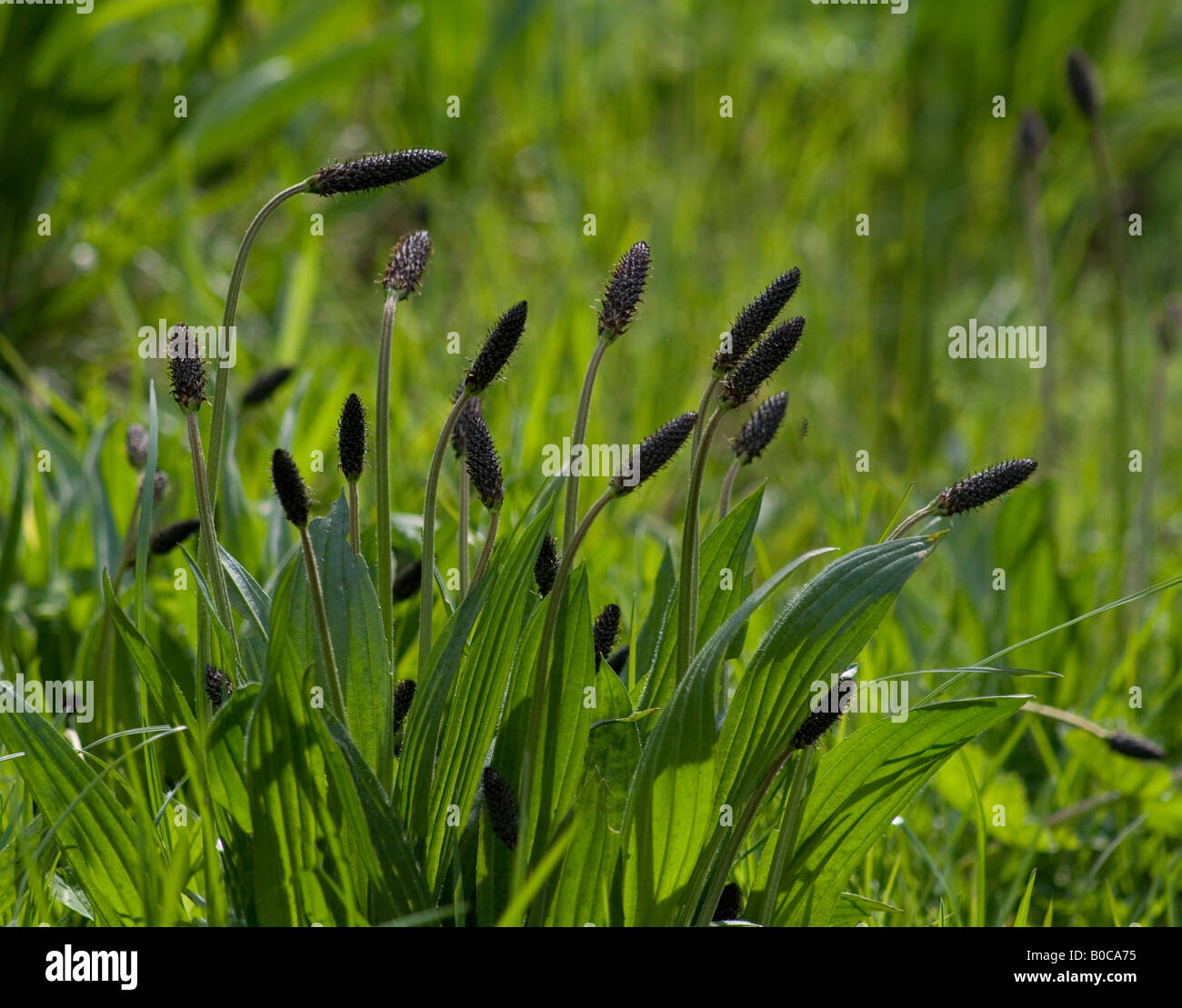 Ribwort (Plantago lanceolata), también conocido como Common, hoja