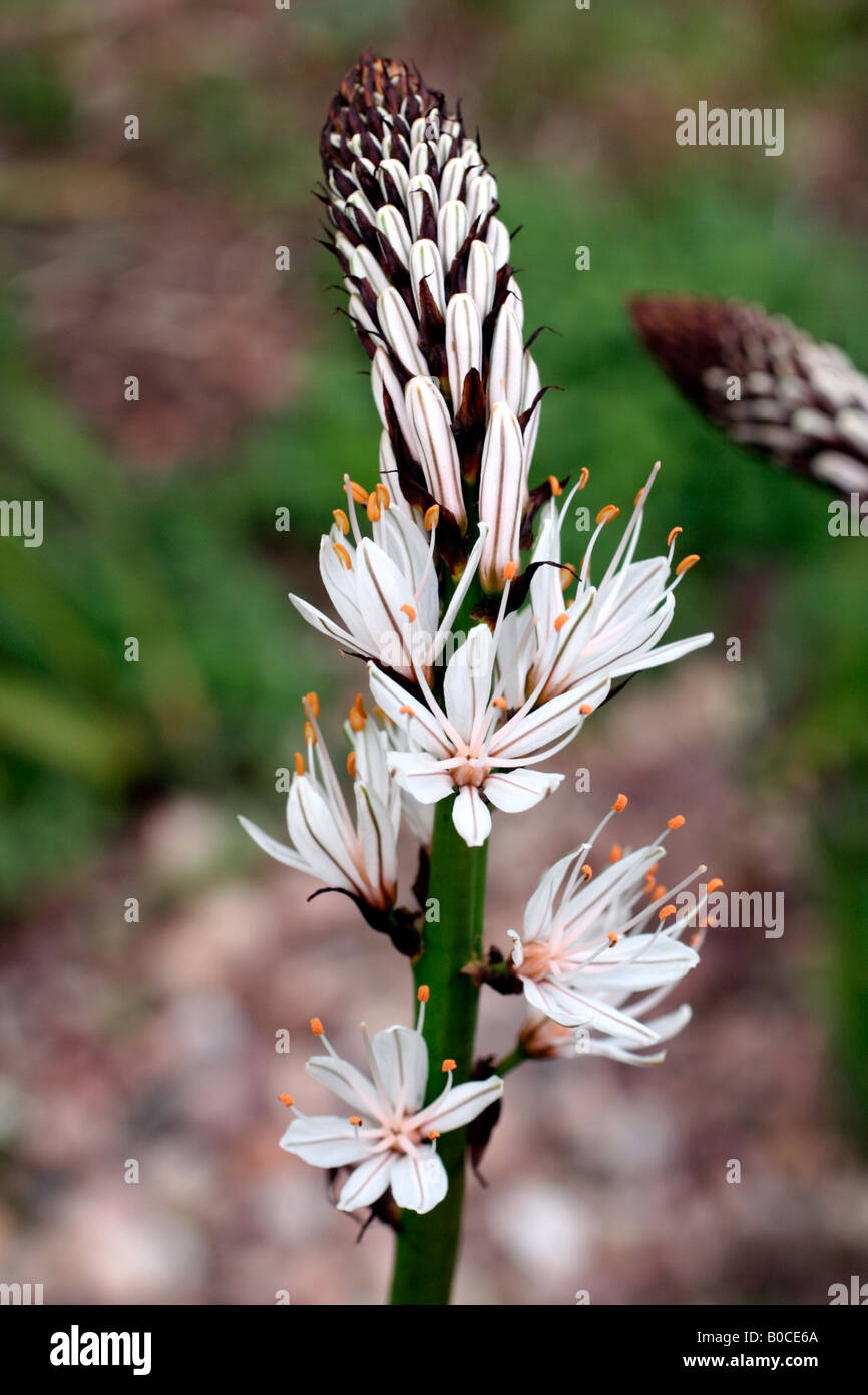 ALBUS ASPHODELIUS florecen a principios de mayo Foto de stock
