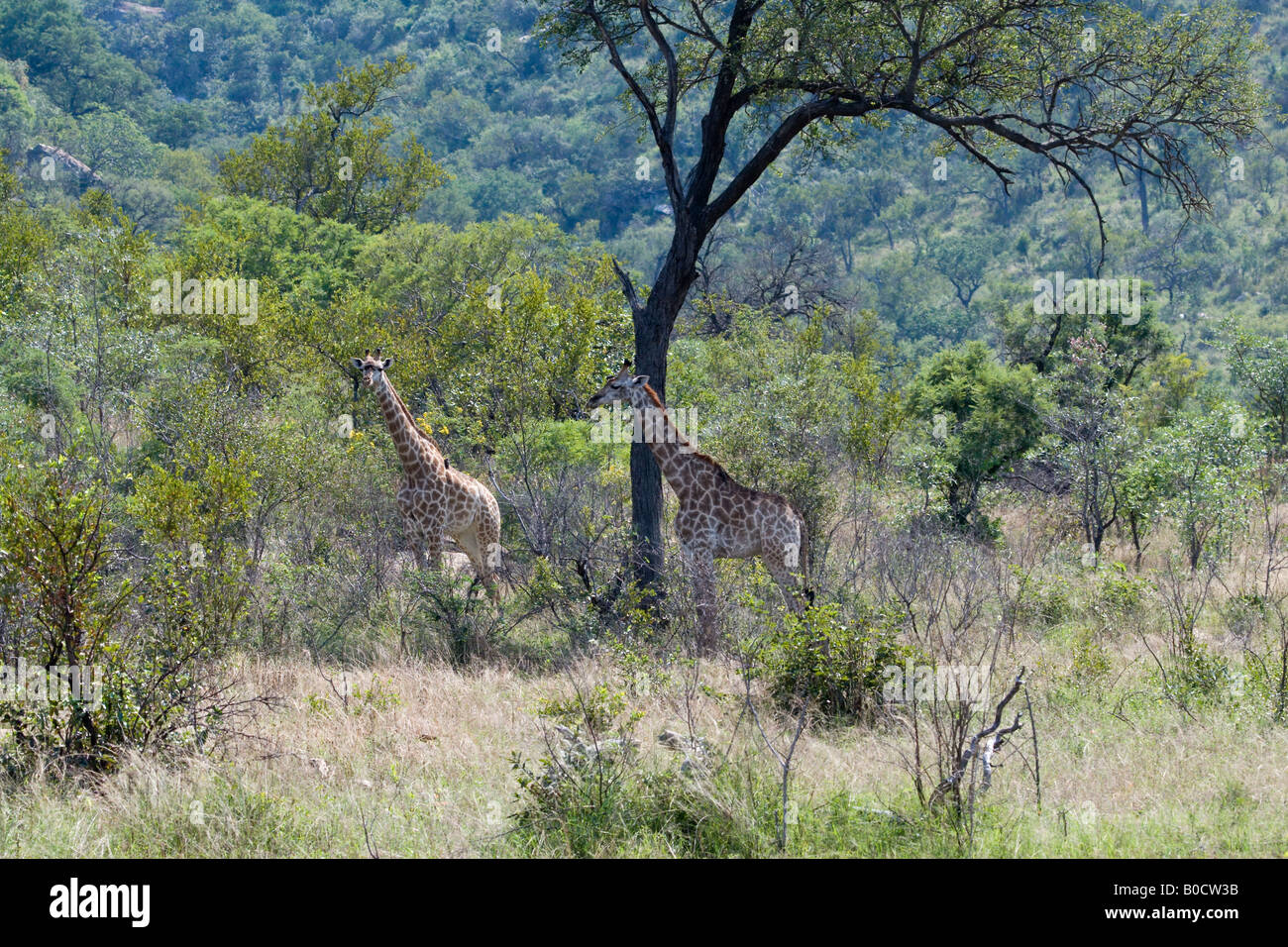 Jirafas en la sabana arbolada de mopane, Kruger NP Foto de stock